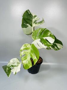 SALE 「44」 MONSTERA ALBO BORSIGIANA VARIEGATA 白斑　モンステラ アルボ ボルシギアナ　斑入り