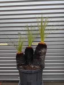 ・WPJ・初売り！ラスト！3ヘッド++Xanthorrhoea johnsonii クサントロエア　ジョンソニー