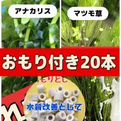 天然水草20本とおもりのセット❤️ アナカリス　マツモ草　おもり