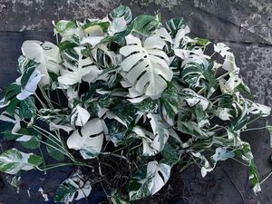 超最高級 希少 モンステラボルシギアナ ホワイトタイガーおまとめ14株Varigated Monstera Borsigana white tiger 