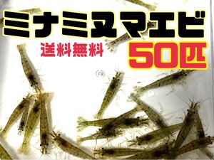 送料無料 ミナミヌマエビ50匹＋αとアナカリス5本セット即決価格 川エビ 淡水エビ 餌 水草 離れ島不可 淡水魚餌 コケ取り