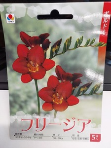 即決！♪送料無料　人気のお花　切花に人気！赤色　一重咲　フリージア　ボルドー　５球