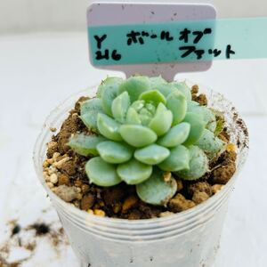 Y216 ボールオブファット 多肉植物 エケベリア 韓国苗