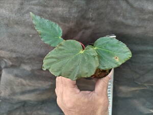 Begonia pavonina　②　ベゴニア