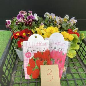 ★見元園芸セレクション&季節の花苗＆球根セット　③