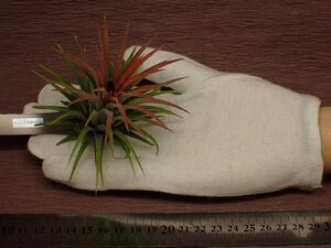 Tillandsia ionantha チランジア・イオナンタ 239●エアプランツEP