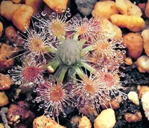 (食虫植物)ピグミードロセラ ・ワリウンガ(Drosera walyunga)のムカゴ4粒（即決なら5粒）