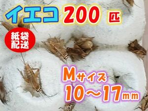 ヨーロッパイエコオロギ イエコ Mサイズ 10mm～15mm 紙袋配送 200匹 生餌 死着保証10% 爬虫類 両生類 トカゲ カエル [3701:gopwx]