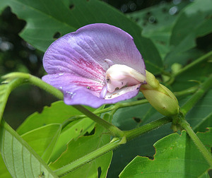 種子　原種　Clitoria fairchildiana　20粒　マメ科　クリトリア　蝶豆　チョウマメ　植木