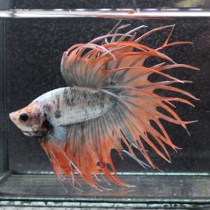 ベタ　クラウンテール　オス　ファンシー　01M0925-053　熱帯魚　生体