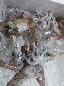 釣りエサ「じんどういか小小」20~25入り500gセット980円即決