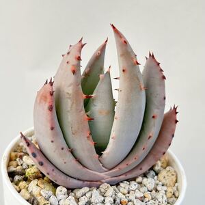 【多肉植物】アロエ・ペグレラエ Aloe peglerae