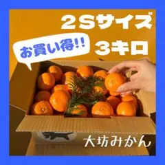 大坊みかん⭐︎2Sサイズ⭐︎3キロ