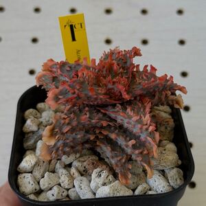 TCT アロエ ハイブリッド 多肉植物 Aloe hybrid 45