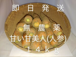 茨城産無農薬人参14kg