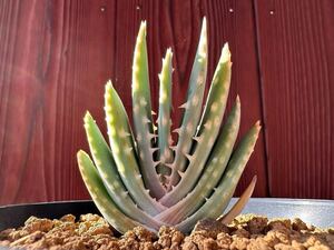 5.アロエ　ロンギスティラ　ネリー　aloe longistyla nelii 実生