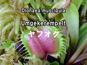 【奇系】(反り返ったトラップ) Dionaea muscipula Umgekerempelt 種子 10粒 ハエトリソウ Venus Flytrap Seeds 食虫植物 E