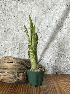 【現品】ビルベルギア・コラン マルベリーアンドクリーム Billbergia Kolan Mulberry and Cream（Curly Top x Estrella）