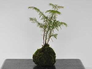 トドマツの苔玉 盆栽 ミニ盆栽 bonsai ボンサイ ぼんさい 小品 誕生日 引越し祝昇進退職贈り物プレゼント