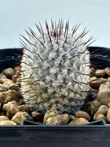 mammillaria perezdelarosae andersoniana マミラリア ぺレスデラロサエ アンダーソニアナ カキコ発根株 メキジコ原産