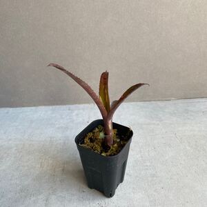 ビルベルギア ハイブリッドBillbergia hybrid D48