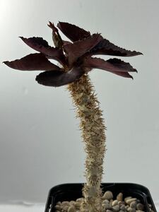 ユーフォルビア フランコイシー 実生 Euphorbia francoisii マダガスカル原産 多肉植物 美葉