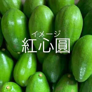 ☆★激ウマ★☆ 紅心圓 アボカド苗木 接木苗 １本 送料込み 希少