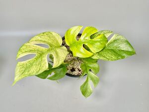 「06」Monstera Rhaphidophora tetrasperma Full MINT variegata ラフィドフォラ テトラスペルマ フル　ミント　斑入り ヒメモンステラ