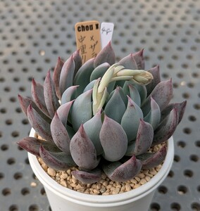 48.中里リンゼアナ×ザラゴーサSPノバ 実生苗 エケベリア 国産 多肉 Echeveria