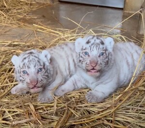 ☆チビとら☆東武動物公園／入園券２枚