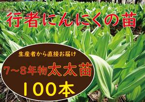 行者ニンニク 7～8年物太太球根苗100株