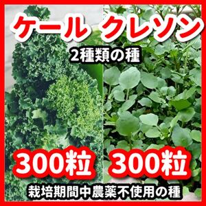 ケール＆クレソンの種【2種類セット】★栽培期間中農薬不使用の種