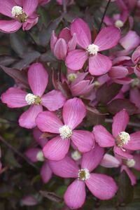 クレマチス　ヴァンゴッホ　花の種