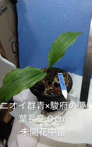 颯　ニオイ群青×駿府の夢　未開花中苗６０（えびね・エビネ・春蘭・寒蘭・山野草 )