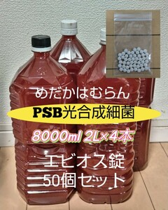 【8000ml】PSB光合成細菌+エビオス錠50個【めだか_はむらん】psb メダカ 水質浄化　農業　土壌改良　うどんこ病防止　無農薬