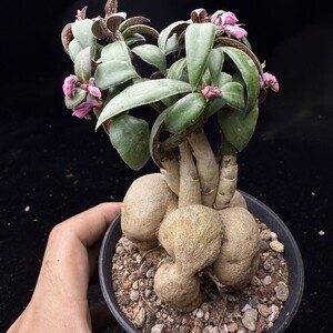 261B 特選 Euphorbia neorubella 人参大戟 塊根植物