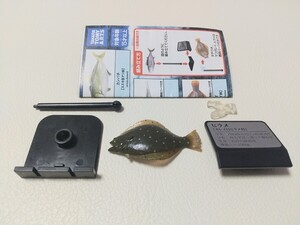 ヒラメ 原色海水魚図鑑 2018 改訂版 ブックレット付 タカラトミーアーツ フィギュア 魚 