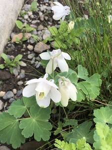 花種　深山オダマキ　ミヤマオダマキ　約30粒　宿根　北海道より　美しい〜