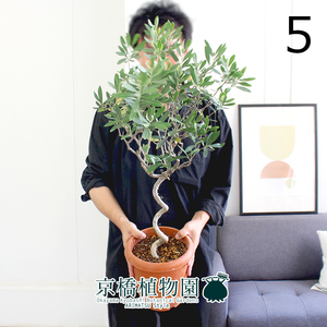 【現品】オリーブ 曲がり 7号 茶鉢（5）Olea europaea