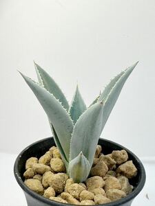 アガベ ピグマエア ドラゴントゥース agave pygmaea dragontoes 抜き苗は送料込 地植え ドライガーデン 多肉植物