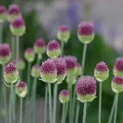 アリウム　丹頂　４球　球根