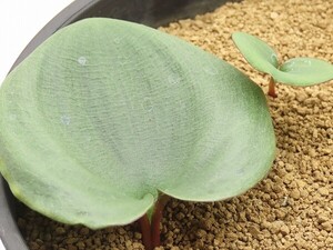 ■[Y145]sp.aff.subincanum　サビンカナム　特大球根【多肉植物　Eriospermum　エリオスペルマム】