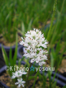 岩菖蒲・白花（イワショウブ）◇ユリ科　３寸（9.0cm）ポリポット栽培　◇開花時期：６月～　●現在、上層部無し