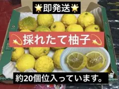 本柚子　青柚子　柚子胡椒　柚子ジャム　農薬不使用　化粧水　ビタミンC　柚子味噌