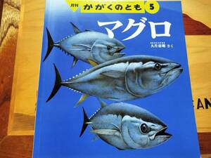 ★絵本★　マグロ かがくのとも　大片忠明