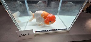 極上!!　桜錦　巨大　明け４歳メス　１８cm