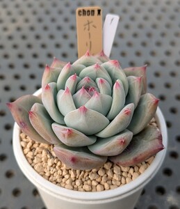 1.ホーリンゼ（親株カキコ苗） エケベリア 国産 多肉 Echeveria