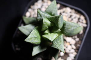 Haworthia /花陽　ハオルチア