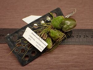 Bulbophyllum lemniscatoides バルボフィラム・レムニスカトイデス 713●ラン苗