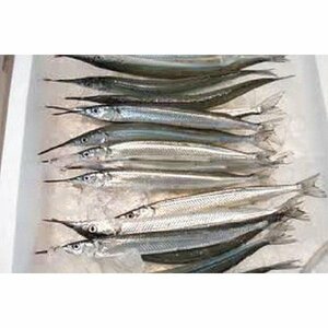 茨城県産 サヨリ 約２kg（1尾60g～１００g前後入り） 細魚 針魚 さより